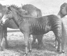 Þetta er einn fyrsti blendingur hests og sebrahests, sesturinn Rómúlus, árið 1899.