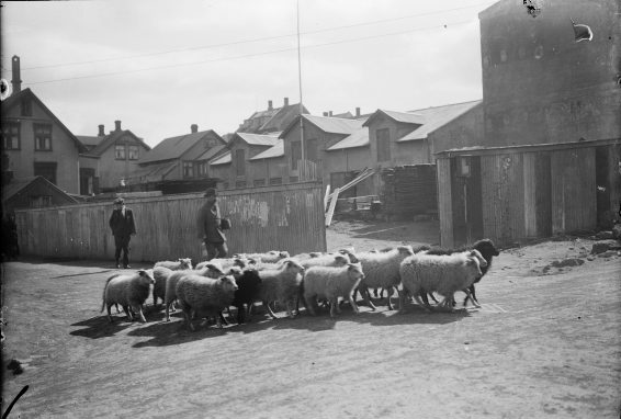 Maður rekur sauðfé á Hverfisgötu, 1920-1930.