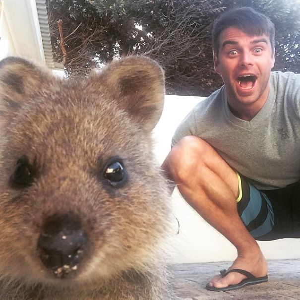 quokka-selfie-trend-cute-rodent-australia-12__605