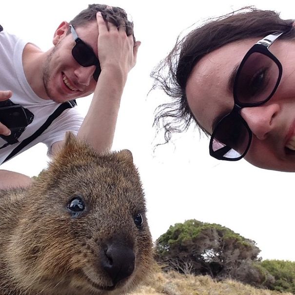 quokka-selfie-trend-cute-rodent-australia-14__605