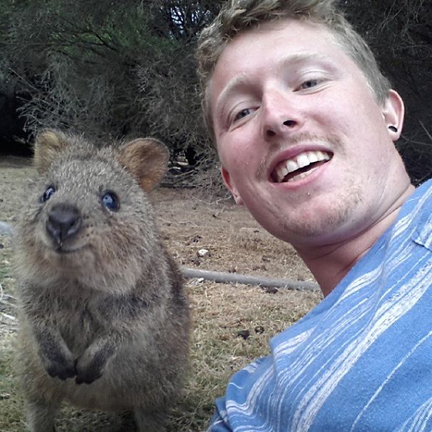quokka-selfie-trend-cute-rodent-australia-3__605