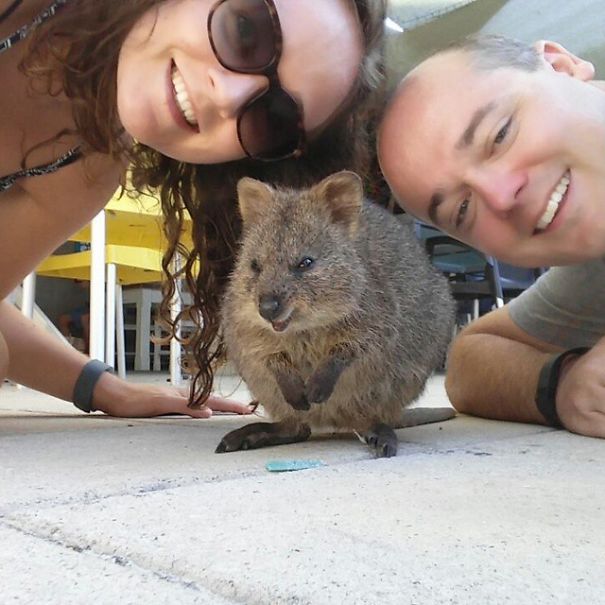 quokka-selfie-trend-cute-rodent-australia-6__605