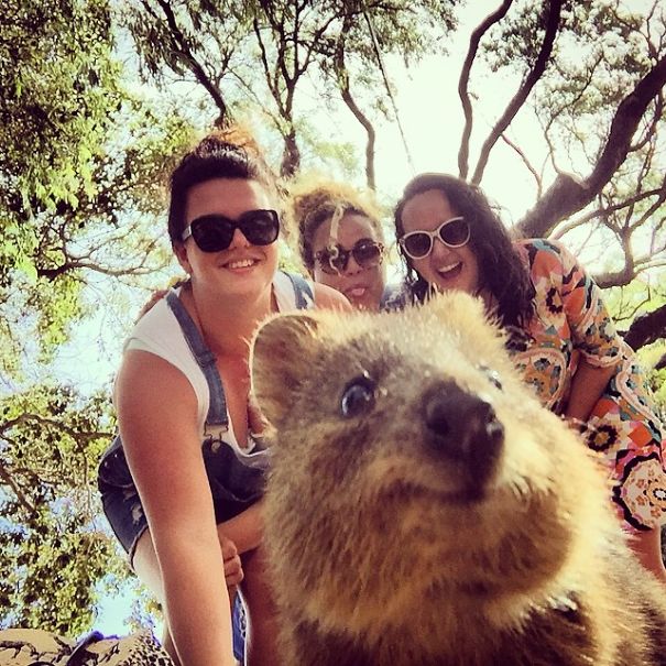 quokka-selfie-trend-cute-rodent-australia-7__605
