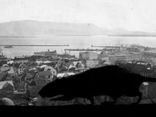 „Allsherjarrottueyðing er að hefjast“: Rottuplágan mikla í Reykjavík 1946
