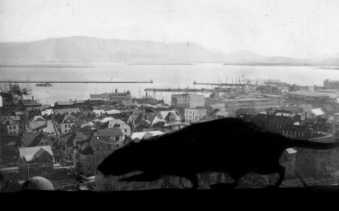 „Allsherjarrottueyðing er að hefjast“: Rottuplágan mikla í Reykjavík 1946
