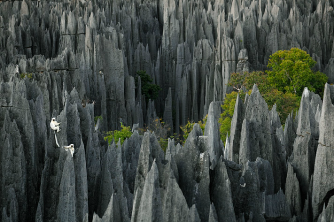 Ógnvænlegur steingerður skógur á Madagaskar
