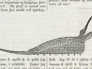 Vitnisburður íslensks bónda um sjávarskrímsli árið 1854