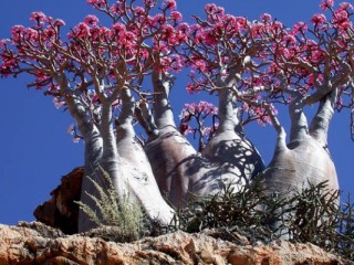 Naturaleza insólita en las Islas Socotra