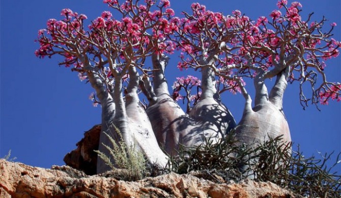 Naturaleza insólita en las Islas Socotra